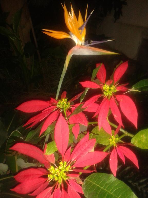 Finca Las Palmeras อิคอดเดลอสวินอส ภายนอก รูปภาพ