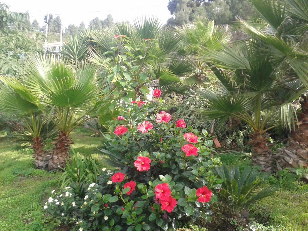 Finca Las Palmeras อิคอดเดลอสวินอส ภายนอก รูปภาพ