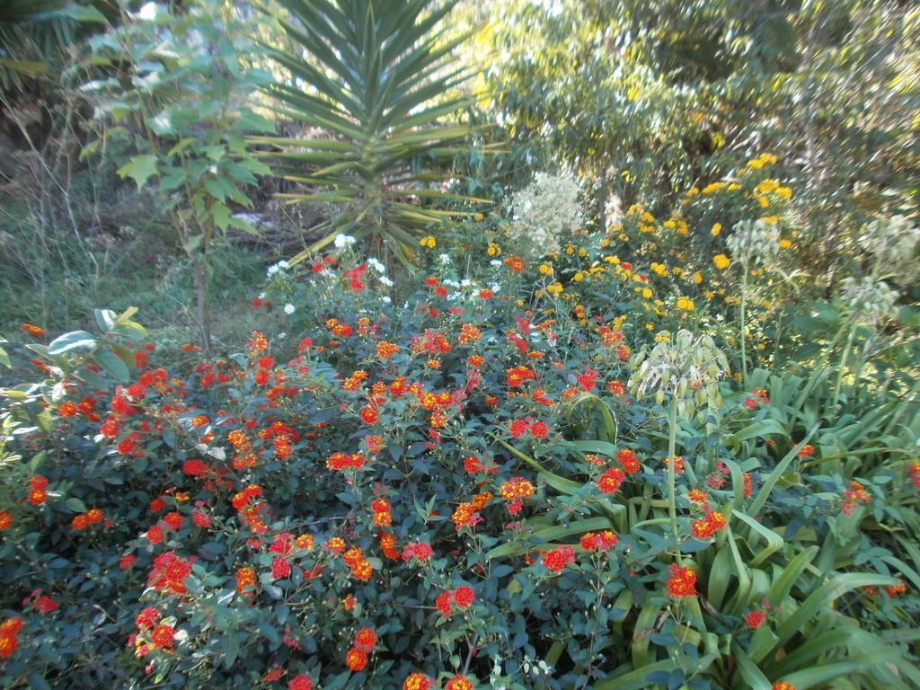 Finca Las Palmeras อิคอดเดลอสวินอส ห้อง รูปภาพ
