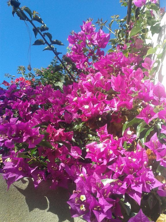 Finca Las Palmeras อิคอดเดลอสวินอส ห้อง รูปภาพ