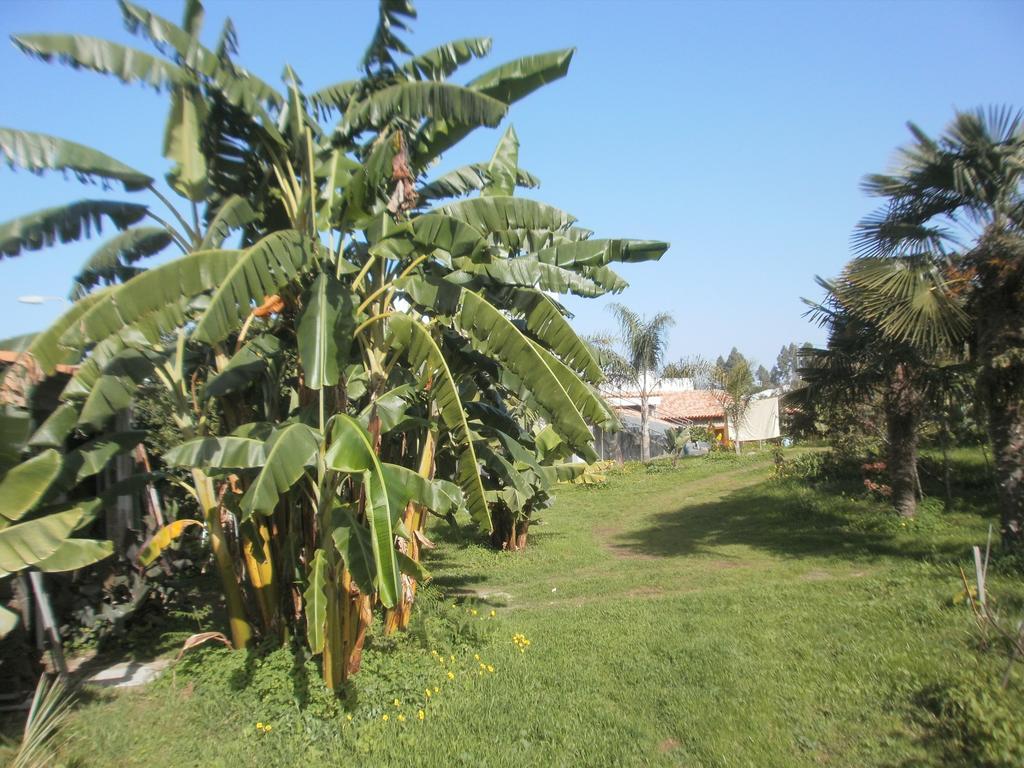 Finca Las Palmeras อิคอดเดลอสวินอส ห้อง รูปภาพ