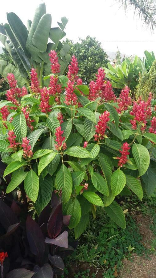 Finca Las Palmeras อิคอดเดลอสวินอส ภายนอก รูปภาพ