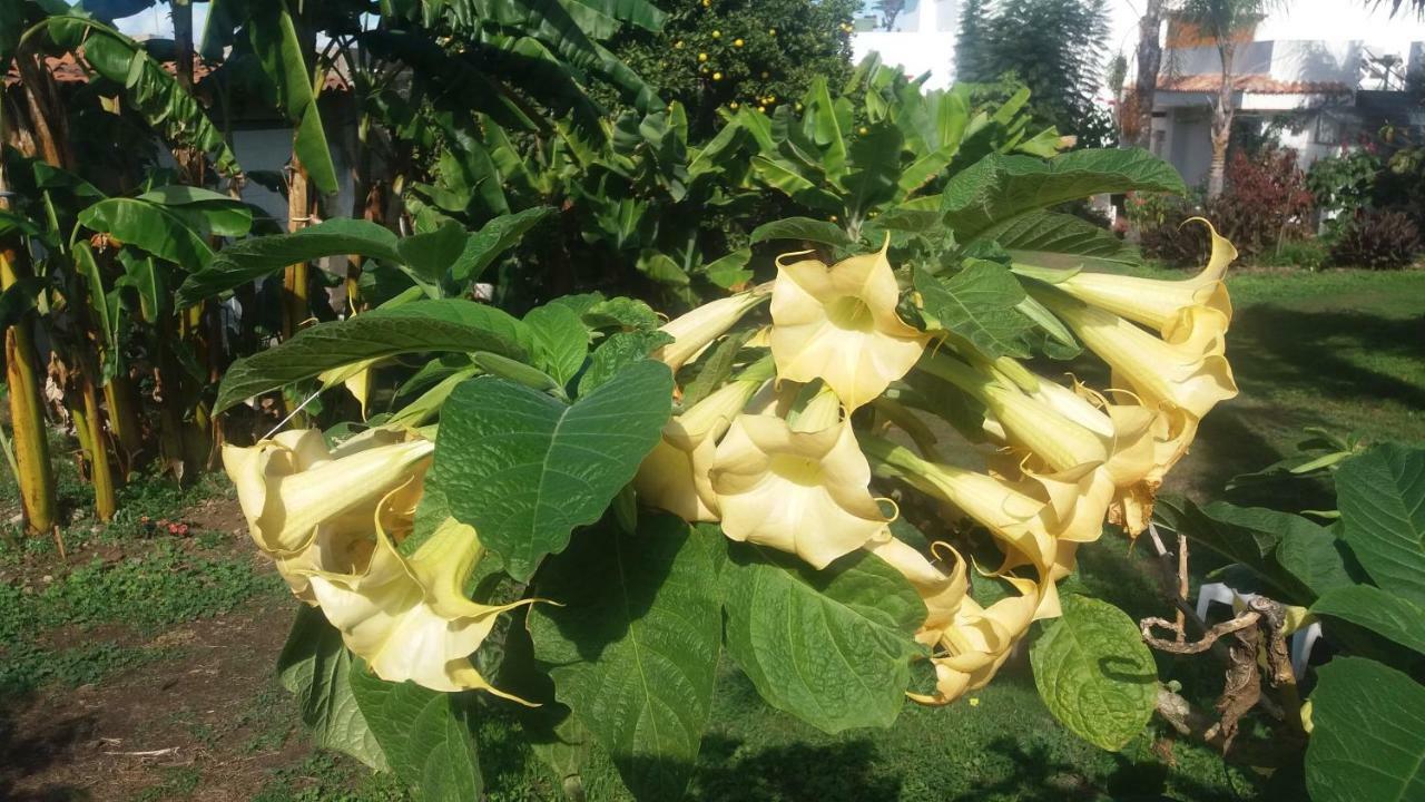 Finca Las Palmeras อิคอดเดลอสวินอส ภายนอก รูปภาพ