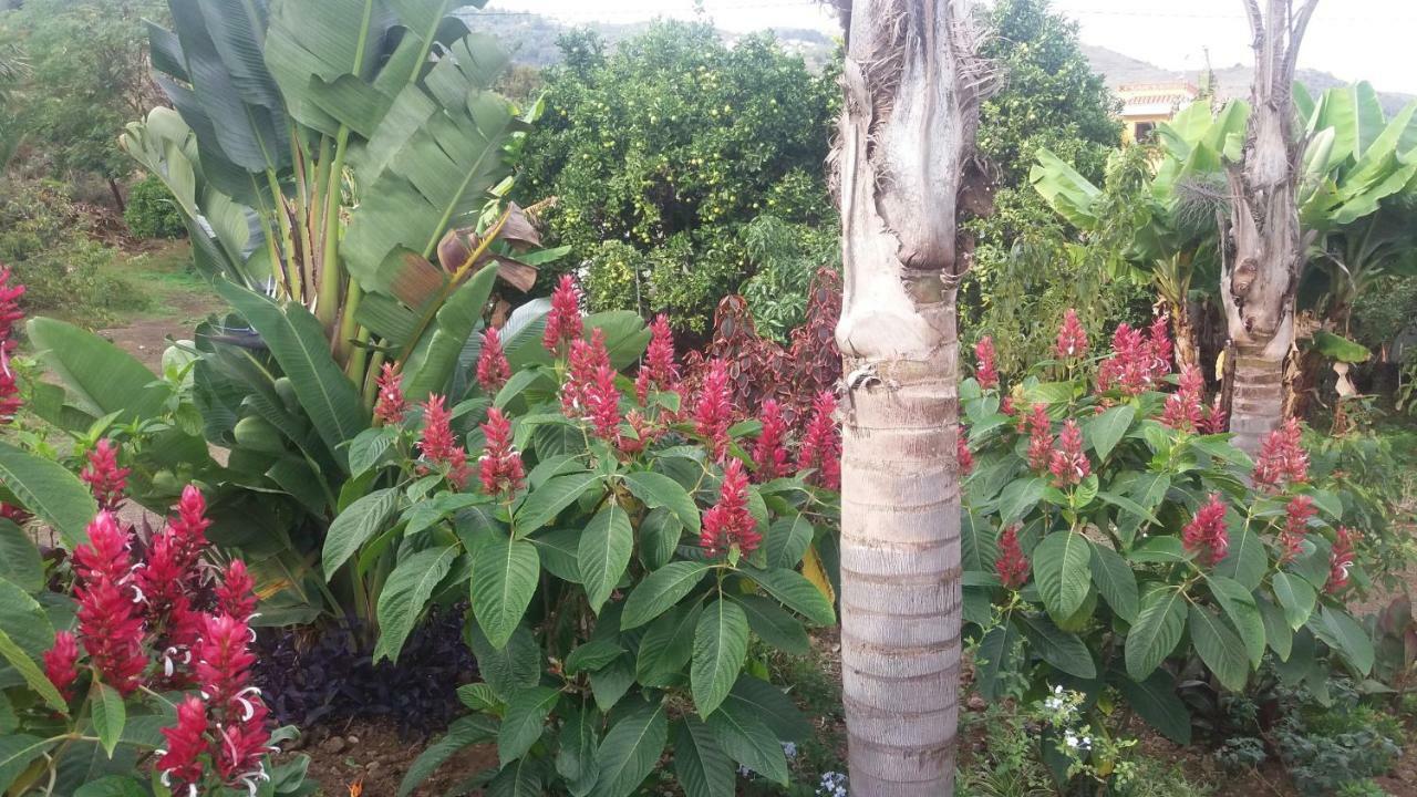 Finca Las Palmeras อิคอดเดลอสวินอส ภายนอก รูปภาพ