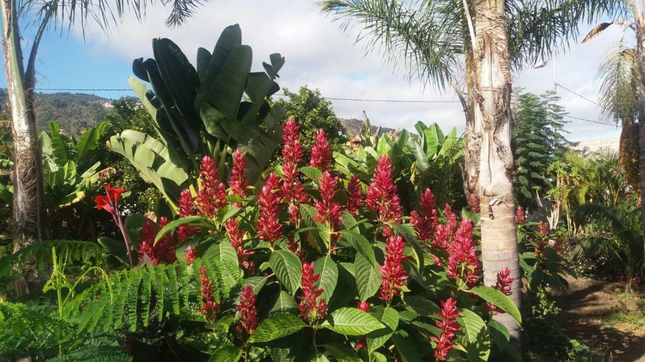 Finca Las Palmeras อิคอดเดลอสวินอส ภายนอก รูปภาพ